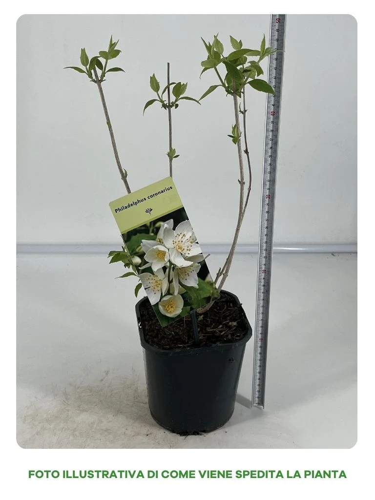 PHILADELPHUS CORONARIUS IN VASO DA 17CM