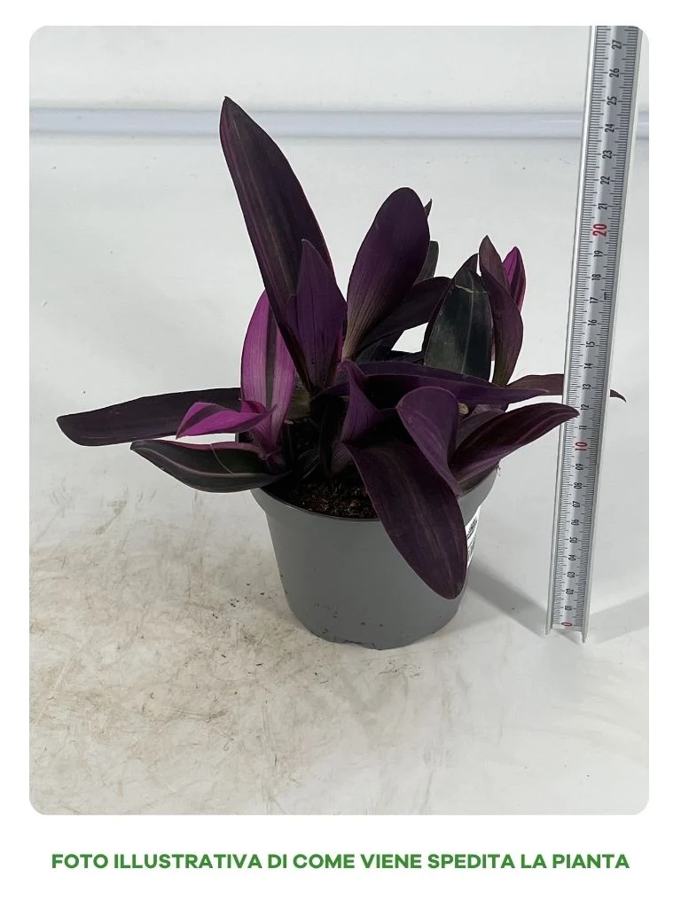 TRADESCANTIA SITARA ROSA IN VASO DA 12CM