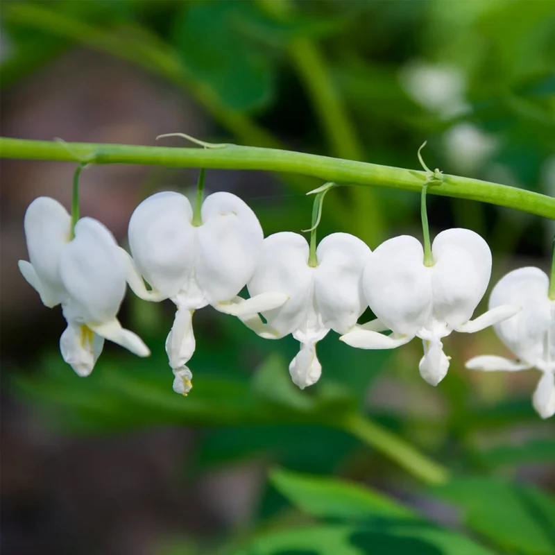 DICENTRA SPECTABILIS ALBA IN VASO DA 17CM