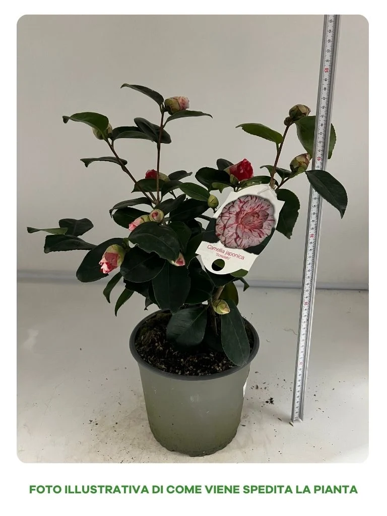 CAMELIA JAPONICA IN VASO DA 17CM
