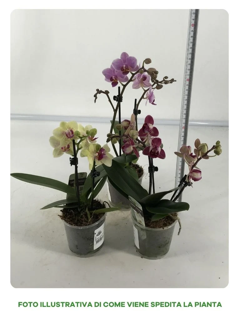 PHALENOPSIS IN VASO DA 9CM COLORI ASSORTITI