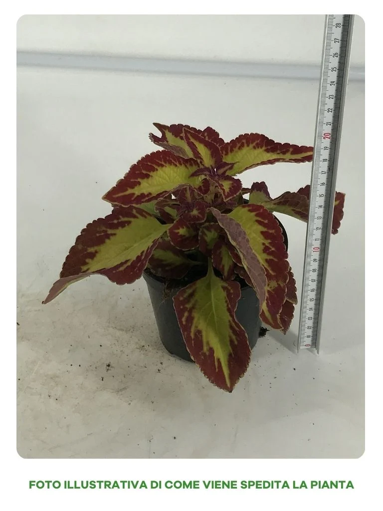 SUNCOLEUS IN VASO 12CM