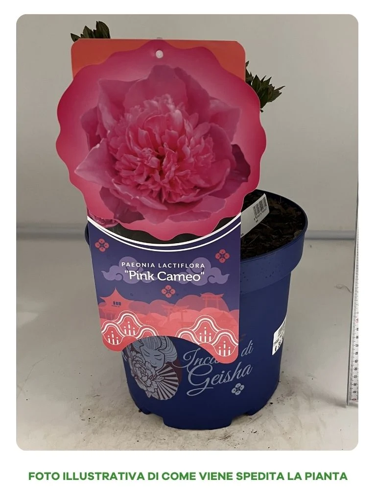 PEONIA LACTIFLORA PINK CAMEO IN VASO 24CM
