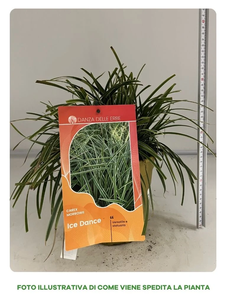 CAREX IOCE DANCE IN VASO 18CM