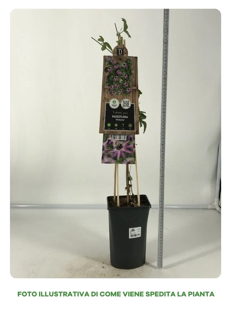 PASSIFLORA VICTORIA IN VASO 17CM