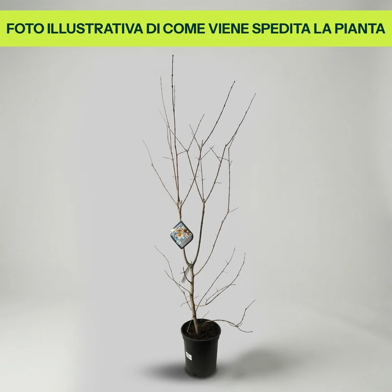 Calycanthus Praecox in Vaso da 24cm