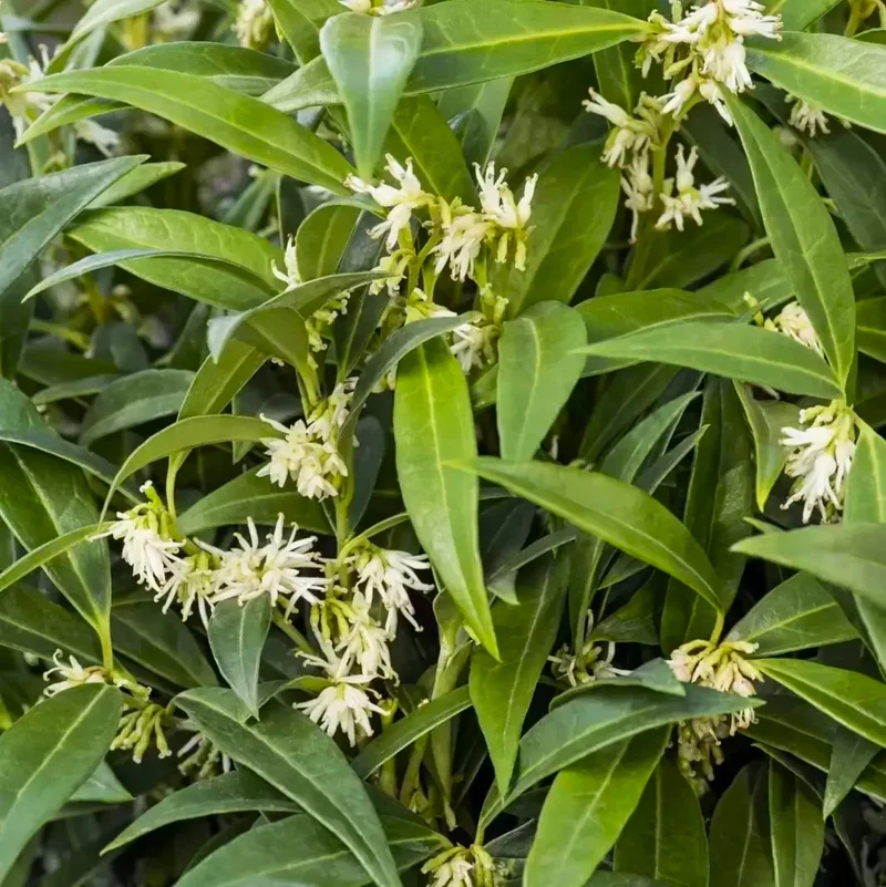 Sarcococca Humilis Fragrant Mountain in Vaso da 17cm