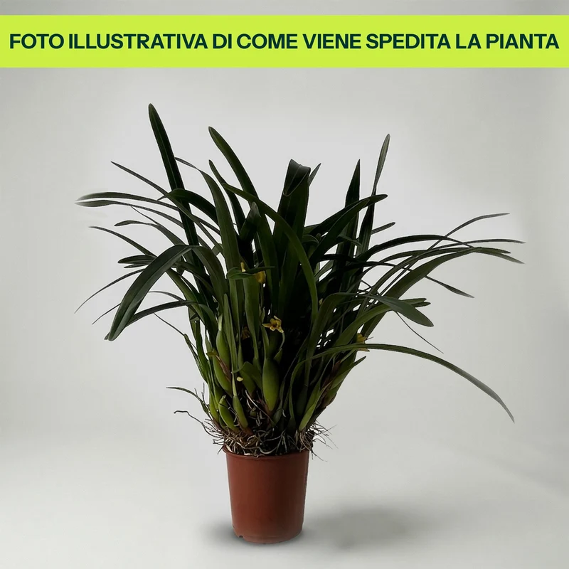 Orchidea Maxillaria in Vaso da 9cm