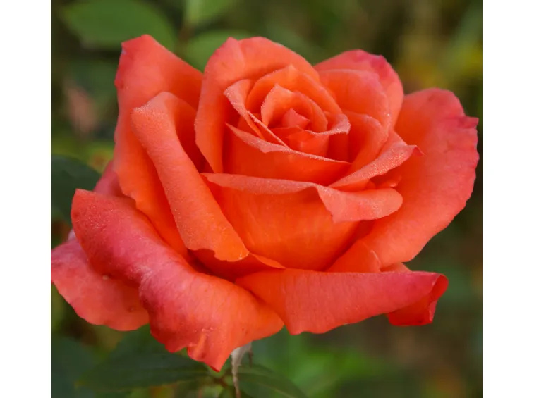 ROSA ANNE VANDERLOVE GRANDE FIORE