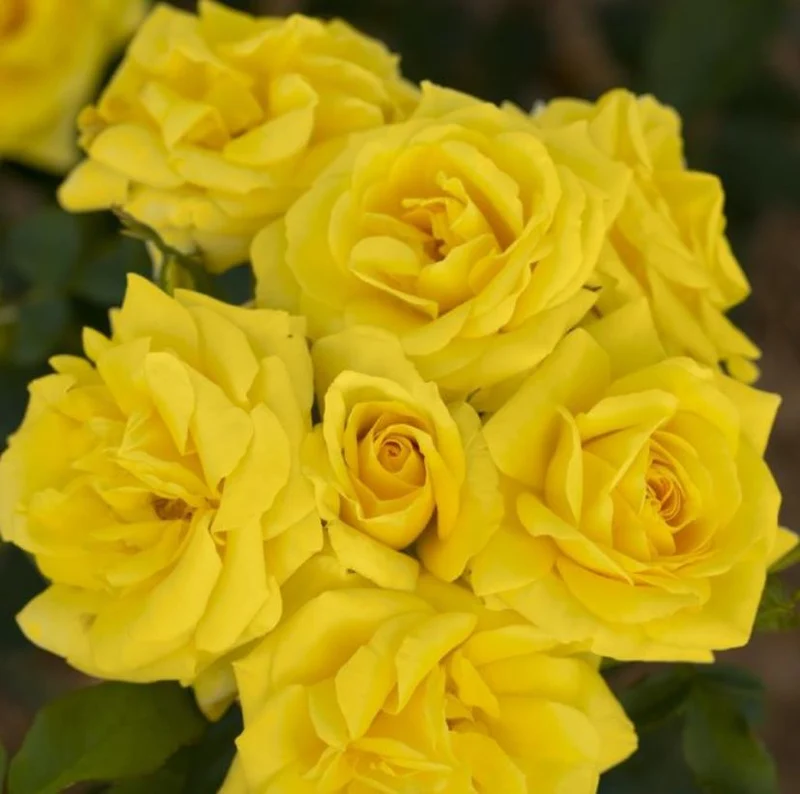 ROSA CARTE D'OR POLIANTA