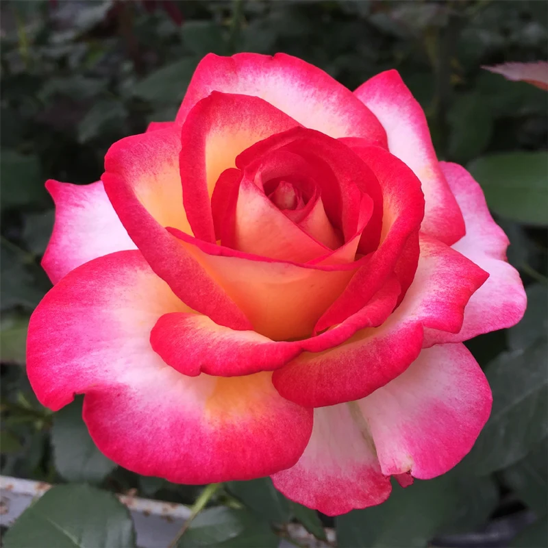 ROSA LEO FERRE GRANDE FIORE