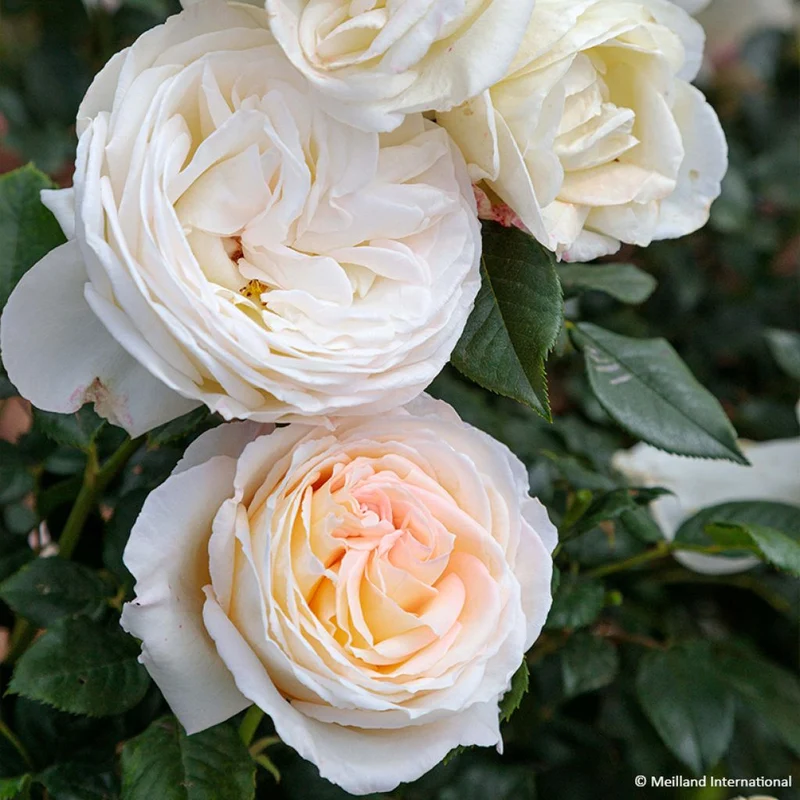 ROSA CAMILLE CLAUDEL GRANDE FIORE