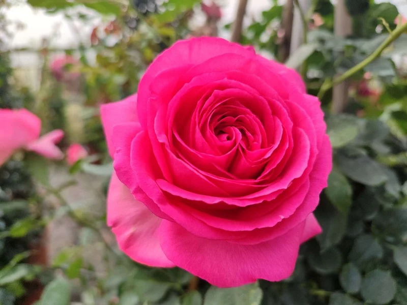 ROSA CYCLAMEN PIERRE DE RONSARD RAMPICANTE