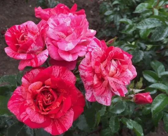 ROSA CRAZY MAYA GRANDE FIORE