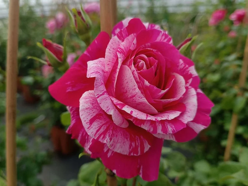 ROSA INES SASTRE RAMPICANTE