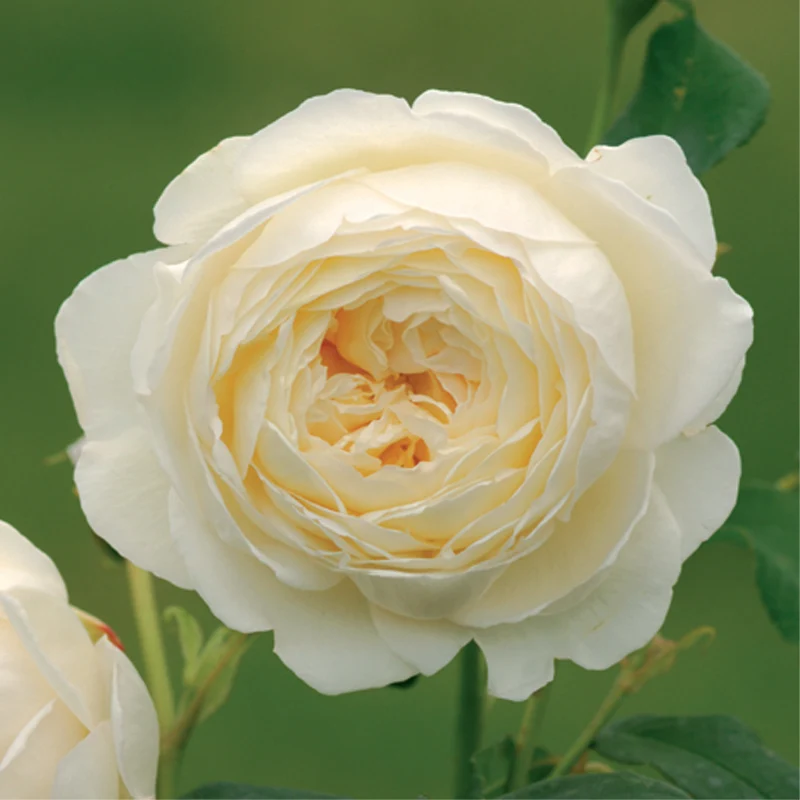 ROSA CLAIR AUSTIN GRANDE FIORE