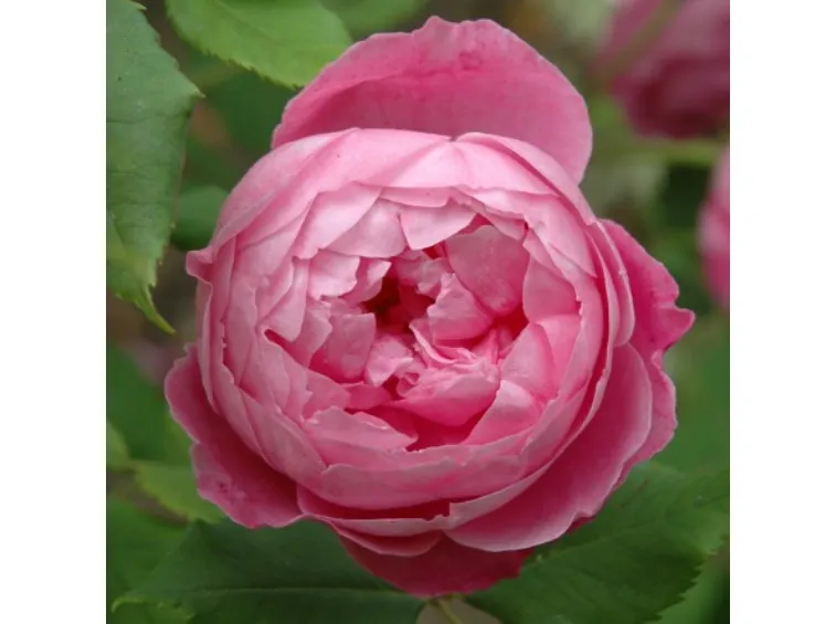 ROSA VICTORIA GRANDE FIORE