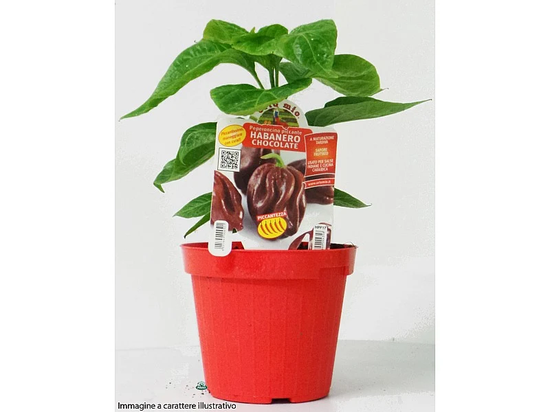 PIANTA DI PEPERONCINO TRINIDAD SCORPION CHOCOLATE (IN VASO Ø 14CM)
