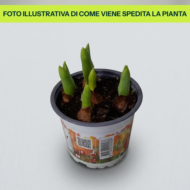 Tulipani Baby in Vaso da 12cm Assortiti