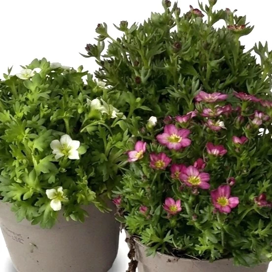 Saxifraga Miste in Vaso da 12cm Assortito