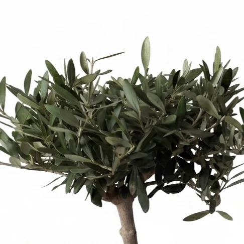Olea Europaea Bonsai Olivo in Vaso da 20cm