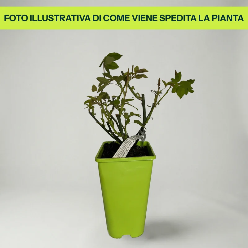 Rosa Golden Celebration in Vaso da 19cm