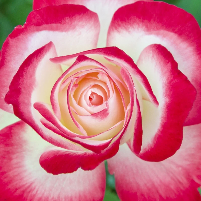 ROSA JUBILE DU PRINCE DE MONACO IN VASO 20CM