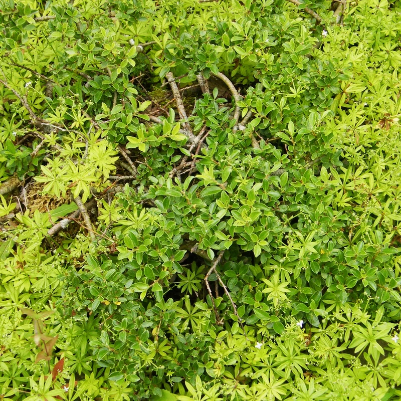 Salix Arbuscula in Vaso da 18cm