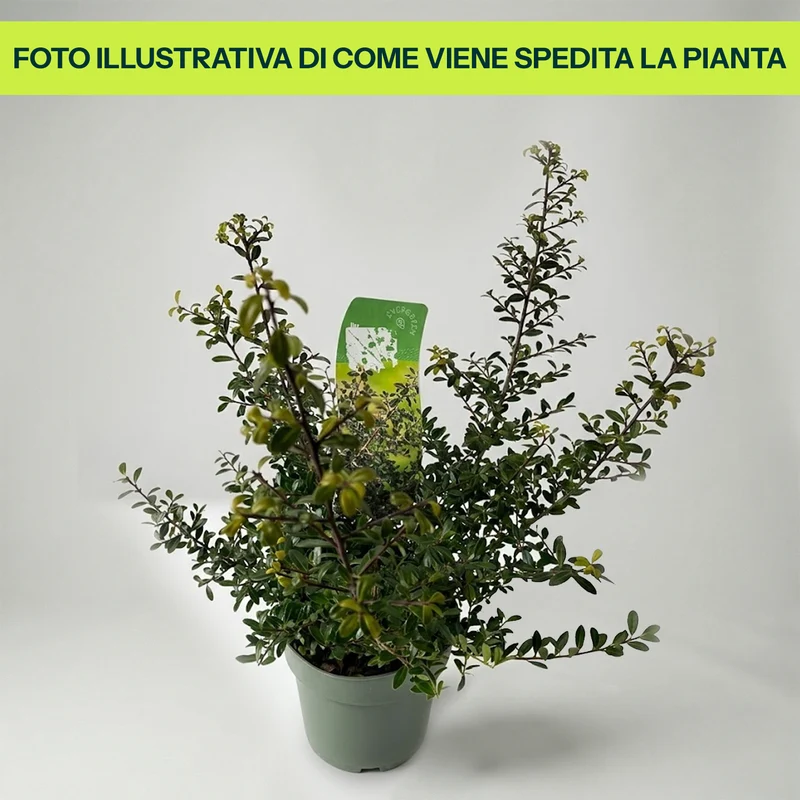 Ilex Crenata Stokes in Vaso da 17cm