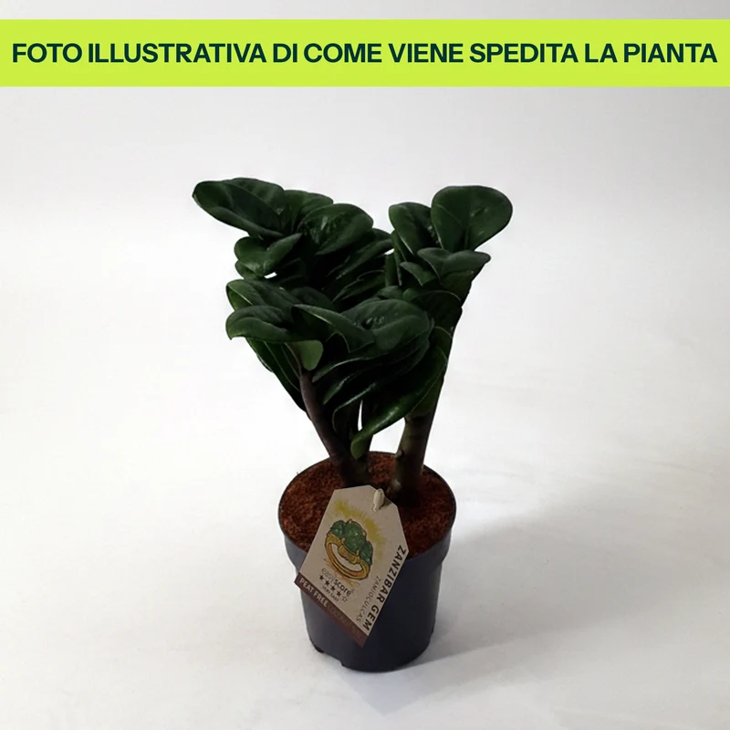 Zamioculcas Zenzi in Vaso da 11cm