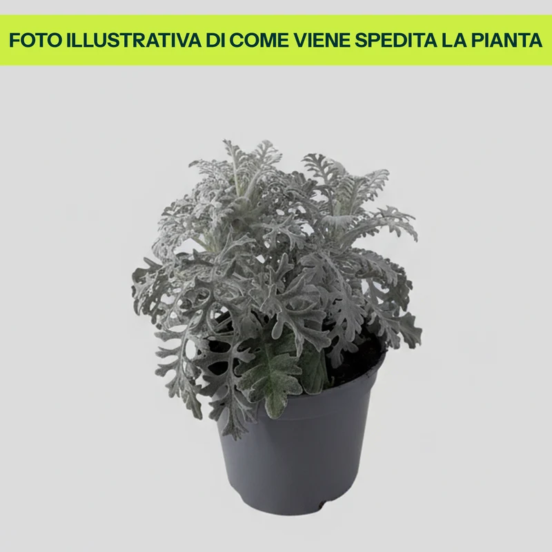 Cineraria Marittima in Vaso da 14cm