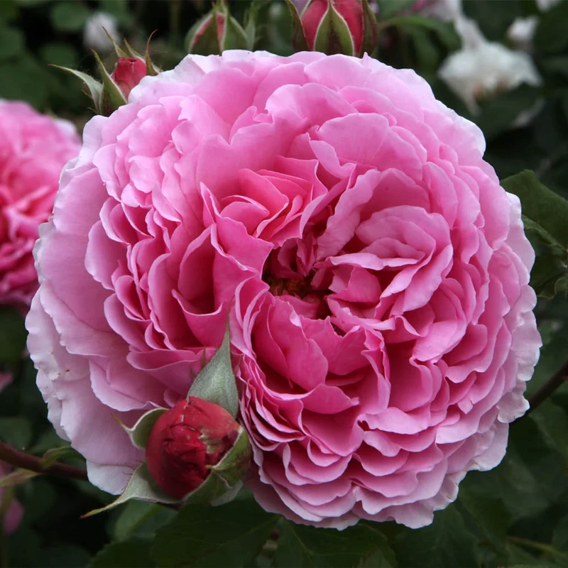 ROSA PRINCESS ALEXANDRA OF KENT VASO 16CM