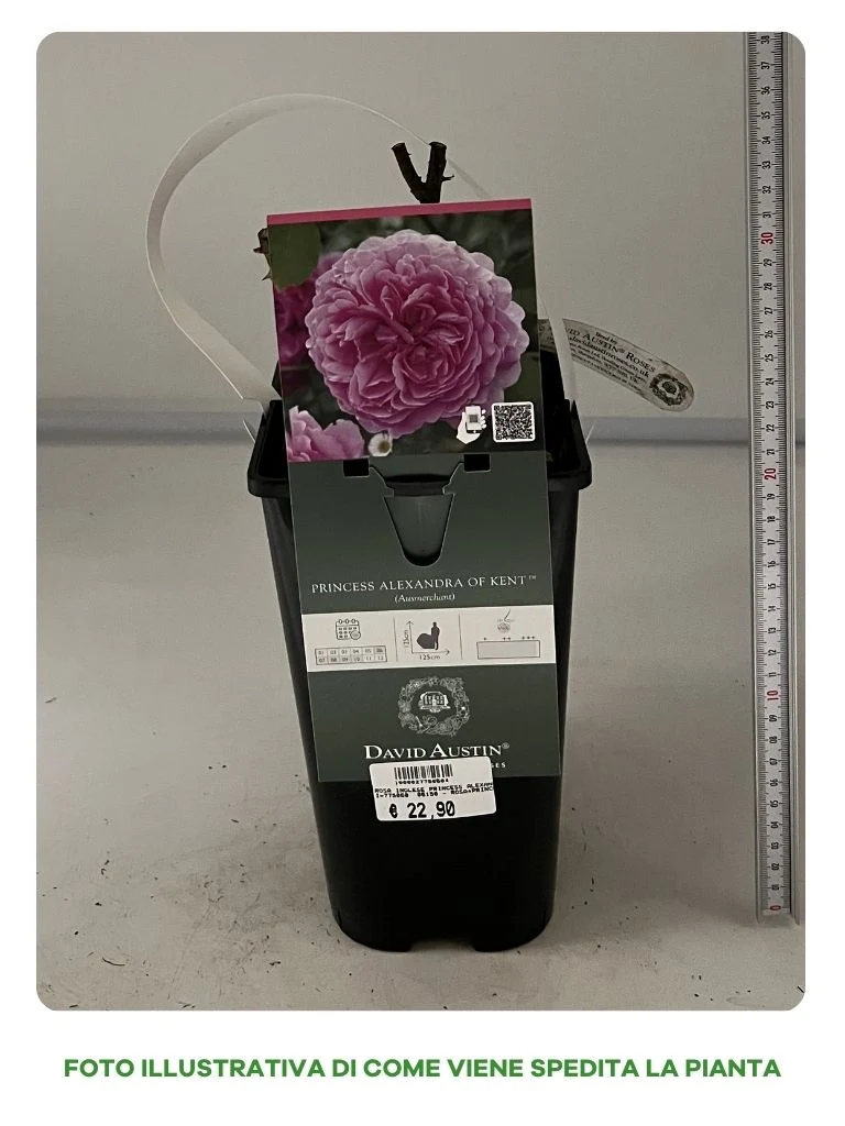 ROSA PRINCESS ALEXANDRA OF KENT VASO 16CM