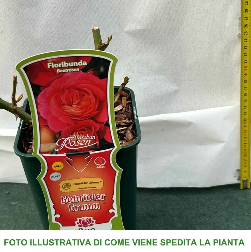 ROSA FLORIBUNDA ROSA GEBRÜDER GRIMM IN VASO 14CM