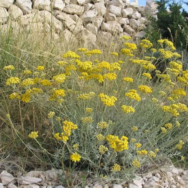 HELICHRYSUM ITALICUM ELICRISO IN VASO 14CM