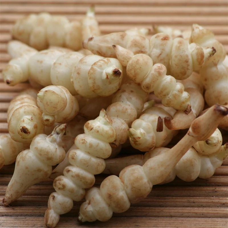 TUBERINA (CARCIOFO CINESE) DA SEMINARE 50 GR