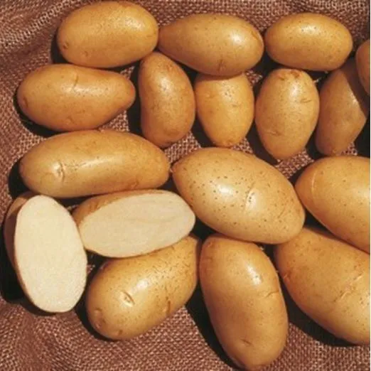 PATATA SPUNTA DA SEMINARE 1.5KG