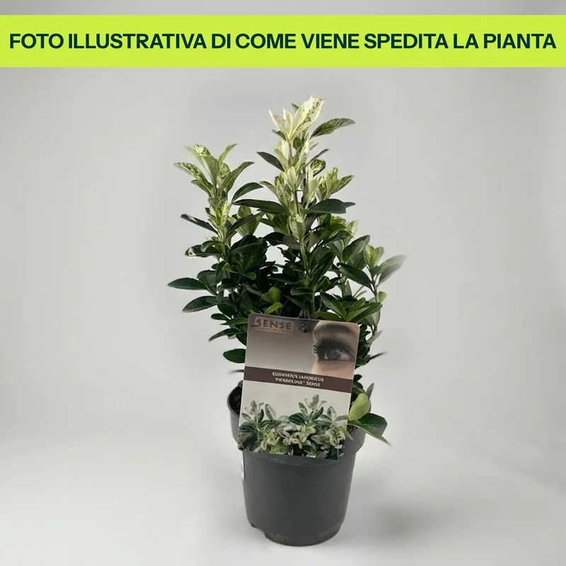 Euonymus Japonicus Pierrolino Sense in Vaso da 14cm