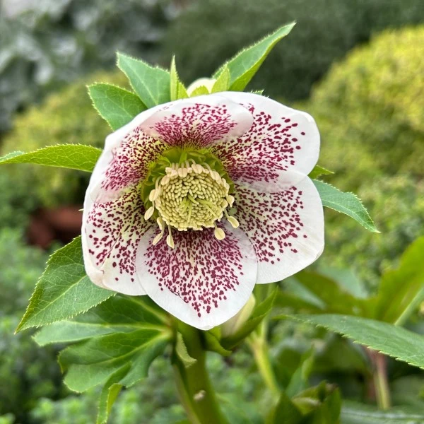 Helleborus Orientalis in Vaso da 14cm