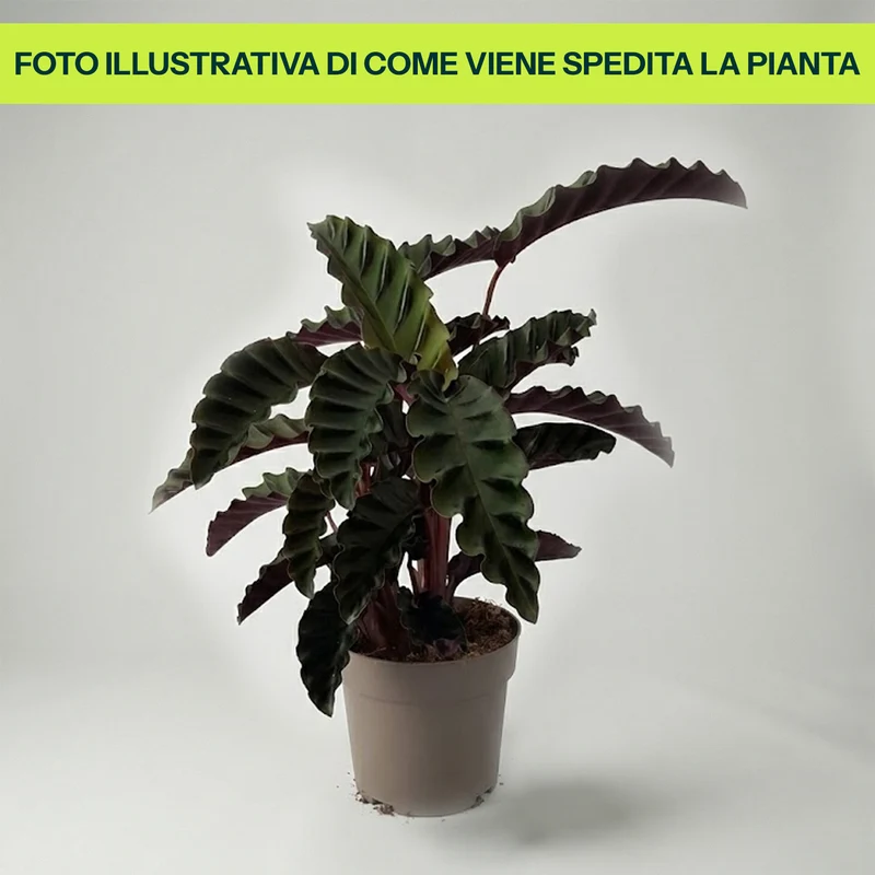 Calathea Velvet in Vaso da 14cm