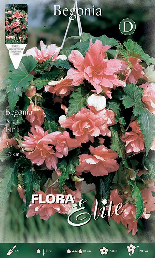 BEGONIA PENDULA ROSA (CONFEZIONE DA 3 BULBI)