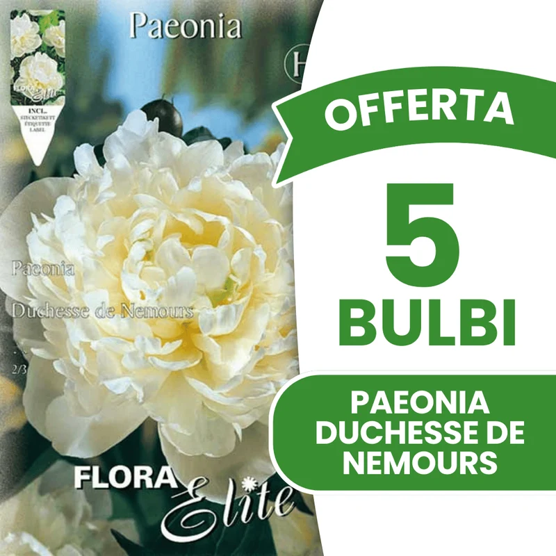 OFFERTA 5 BULBI PAEONIA DUCHESSE DE NEMOURS