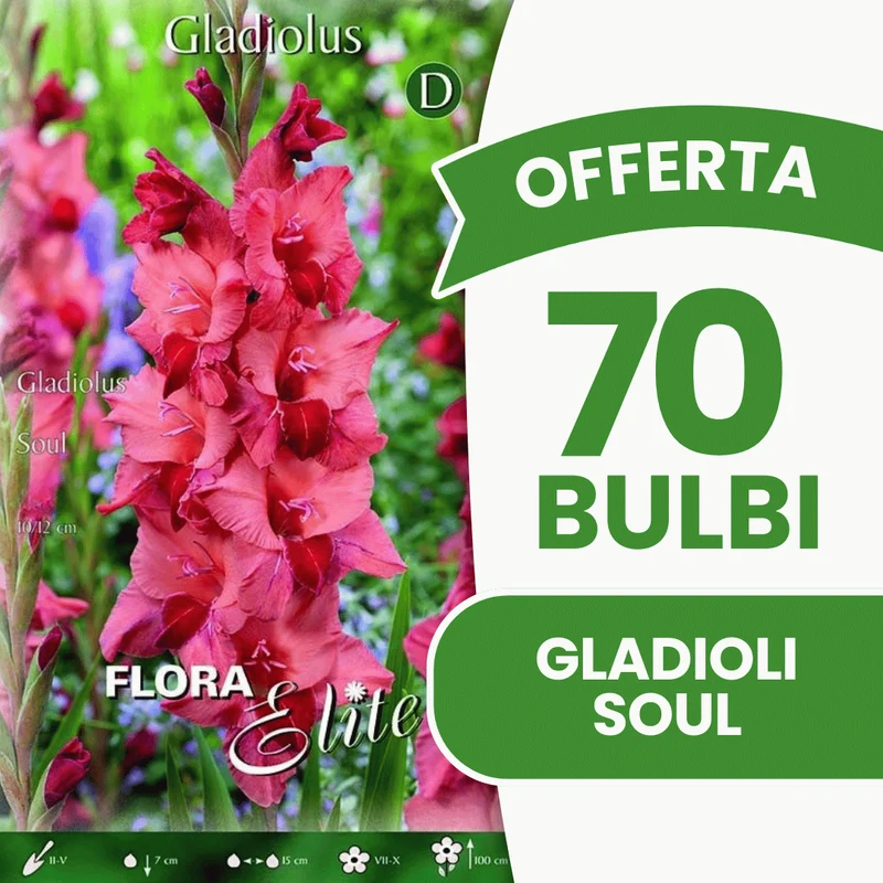 Offerta 70 Bulbi Gladioli Soul