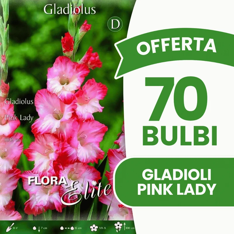 Offerta 70 Bulbi Gladioli Pink Lady