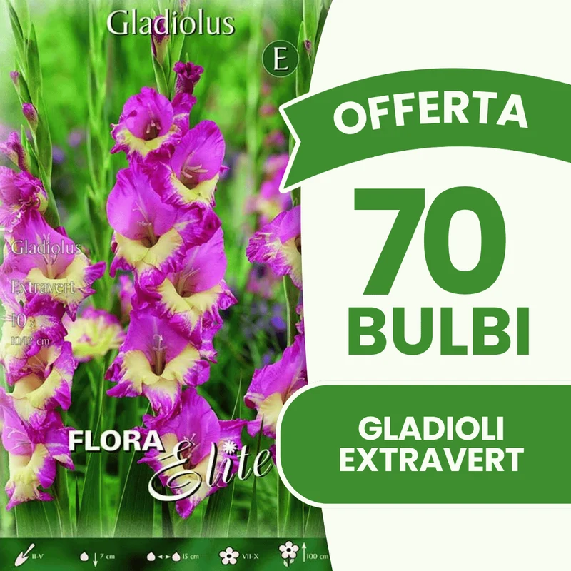 Offerta 70 Bulbi Gladioli Extravert