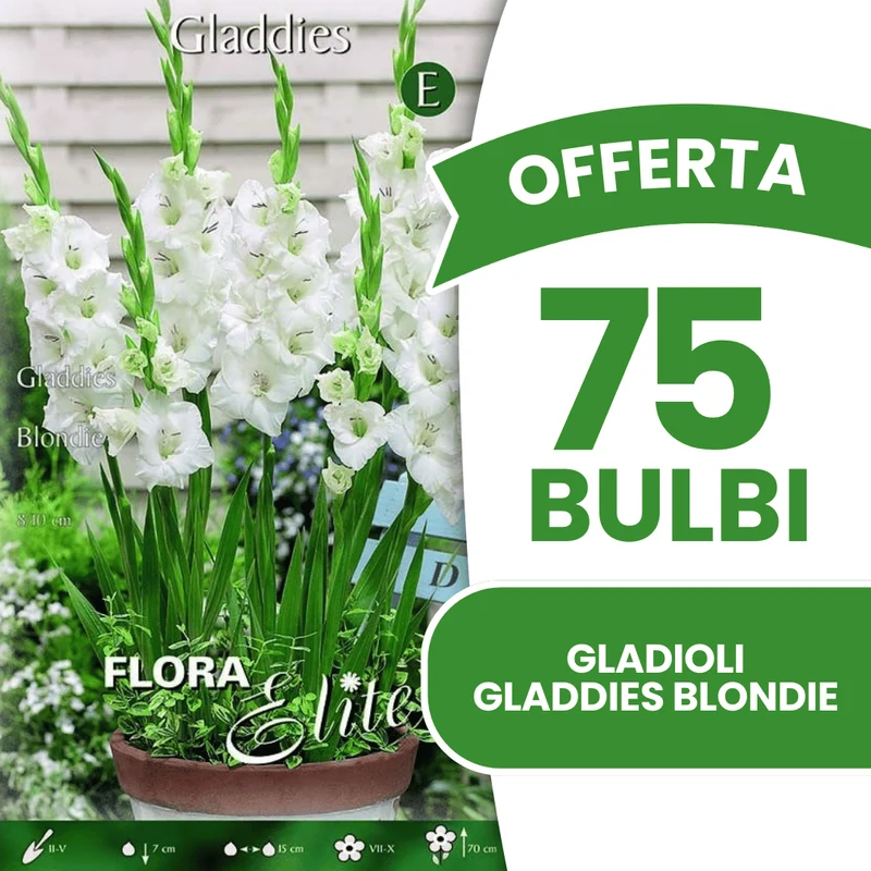 Offerta 75 Bulbi Gladioli Gladdies Blondie