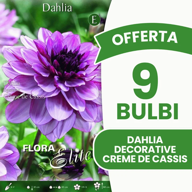 Offerta 9 Bulbi Dahlia Decorative Creme de Cassis