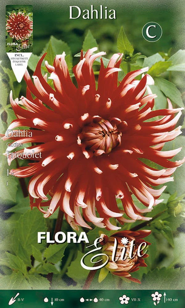 DAHLIA CACTUS FRIQUOLET (CONFEZIONE DA 1 BULBO)