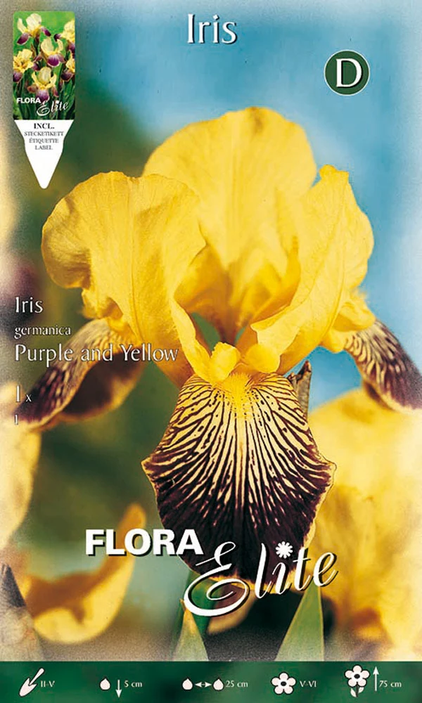 IRIS GERMANICA GIALLO E VIOLA (CONFEZIONE DA 1 BULBO)