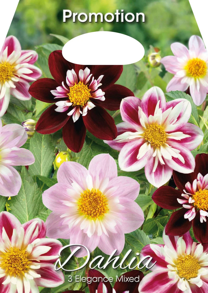 Dahlia Elegance Mixed (CONFEZIONE DA 3 BULBI)